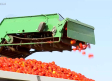 Empieza la campaña de recogida de tomate en La Puebla de Montalbán