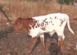 Así se amansa a los bueyes para que guíen a los toros
