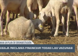El campo - ASAJA reclama financiar todas las vacunas - 19/08/2025