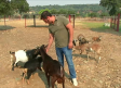 Una finca de San Martín de Pusa ofrece sus 200 hectáreas para acoger animales de zonas afectadas por los incendios