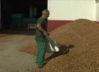 Buenas previsiones para la cosecha de almendra en Albacete