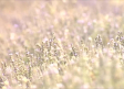 La lavanda, un cultivo que ya sólo es rentable para el turismo