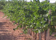 El calor afecta al rendimiento de algunas variedades de uva