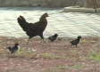 700 gallinas campan a sus anchas en Torrevieja (Alicante)
