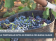 La tempranillo entra en cosecha con buena calidad - 25/08/25