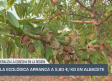 La almendra ecológica arranca con 5,80 €/kg en Albacete - 26/08/2025