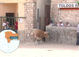 Encierro por el campo en las fiestas de Lupiana