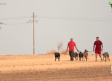 Carrera de galgos en las fiestas patronales de Santa Cruz de la Zarza