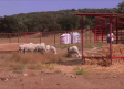 Llegan los primeros animales afectados por los incendios al Complejo Valdepusa