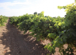5,5 millones en indemnizaciones a viticultores por daños por pedrisco