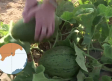 Recogida del melón en Cañada de Agra, pedanía de Hellín