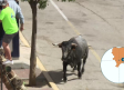 Último encierro de las fiestas de Molinicos