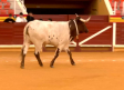 Segunda edición de popular "Cagada del Manso" en en Illescas