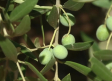 Los agricultores prevén menos producción y aceituna de menor tamaño debido al calor