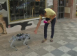 Conocemos a "Chip", el perro robot de Albacete