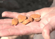 En Mondéjar comienzan a recoger la almendra
