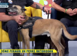 Perros policía: cómo se forman y cuáles son sus funciones