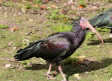 Agentes medioambientales de Albacete rescatan un ejemplar de ibis eremita