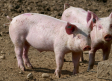China anuncia aranceles de hasta un 62 % a la carne de cerdo de la Unión Europea