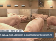 China anuncia aranceles al porcino desde el miércoles - 05/09/2025