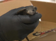Así funciona el centro de recuperación de fauna silvestre de Cuenca