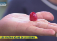 Frutos rojos en nuestro menú