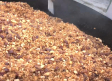 Los torijanos celebran con unas migas sus fiestas en honor a la Virgen del Amparo