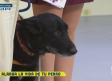 Prueban un tratamiento para ralentizar el envejecimiento de los perros