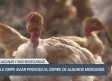 La gripe aviar provoca el cierre de algunos mercados - 11/09/2025