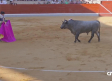 Alfarero de Oro: novillada desde Villaseca de la Sagra (09/09/2025)