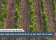 UPA teme que el recorte de la PAC afecte al vino - 17/09/2025