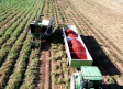 Recogemos tomates en La Puebla de Montalbán