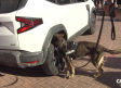 ¿Cómo detectan los perros la presencia de drogas y veneno?