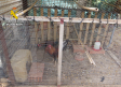 Desmantelan dos centros de cultivo de cannabis y un criadero de gallos de pelea en Cenizate y Tarazona