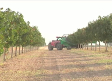 Cosecha de pistacho en Castilla-La Mancha de récord: se esperan más de 8.400 toneladas