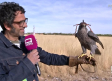 Halcones adiestrados en la base aérea de Los Llanos