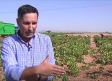 Se adelanta la campaña de la vendimia y muchos agricultores aún no tienen cuadrilla