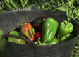 Cocinamos pimientos en plena temporada