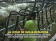 La leche de oveja recupera - 30/09/2025
