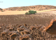Nos vamos a recoger pipas de girasol a Cogolludo
