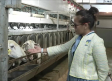 Importadores extranjeros conocen cómo se hace el queso manchego
