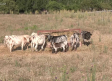 Visitamos la ganadería de toros de encaste osborne de Membrillera, Guadalajara