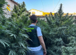 Intervenidas 135.000 dosis de marihuana localizadas en un patio de una vivienda de Villarrobledo (Albacete)