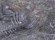 Siguen los ataques de lobos en la sierra norte de Guadalajara