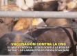 Vacunación contra la DNC. El MAPA entrega 15.000 dosis - 07/10/2025