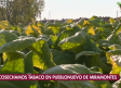 Recolección de tabaco en la Sierra de Gredos