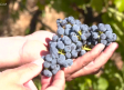 Vendimia en la Finca Río Negro de Cogolludo