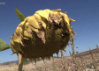 Cuenca está en plena cosecha de girasol