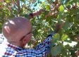 Conocemos unpoco más del cultivo del pistacho