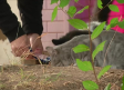 Control de la población de gatos en municipios de Cuenca